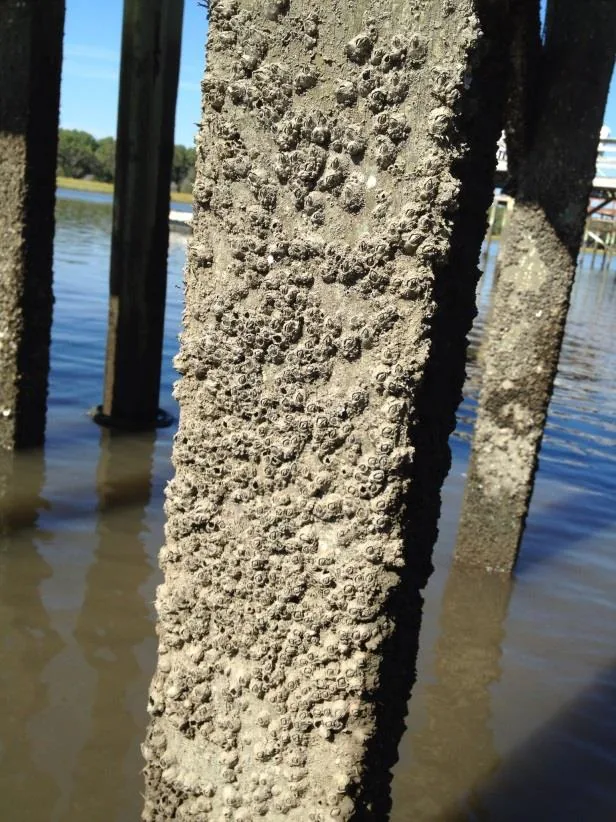 A study pile without a Pile Saver after five months, covered in barnacles