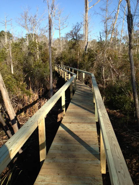 An elevated wooden boardwalk winding through a coastal wetland