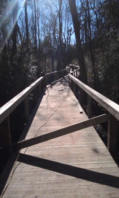 A wooden boardwalk crossing marsh toward open water