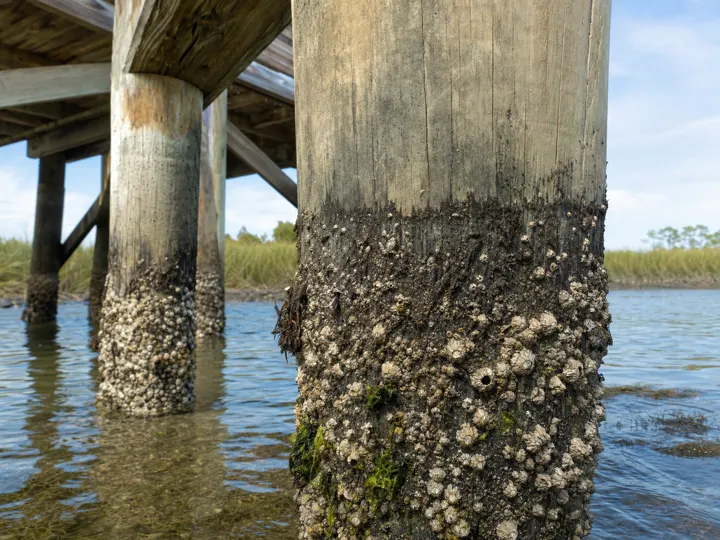 Weathered dock pilings showing marine growth at the waterline